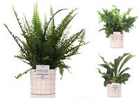 Ferns in varieties in Pure Tirza pot (INDOOR)