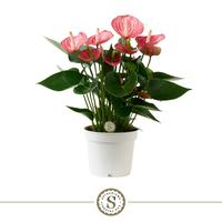 Anthurium Livium Briljante