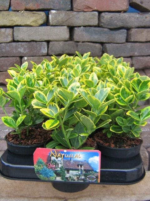 Picture of Euonymus jap. Marieke P9