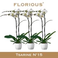 Phaleanopsis hybrid Grandiflora Whitein Decopot