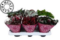 Begonia Rex Special Mix MUST HAVE