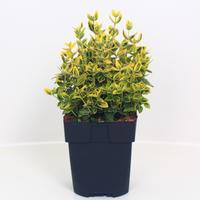 Euonymus fort. Emerald n' Gold'