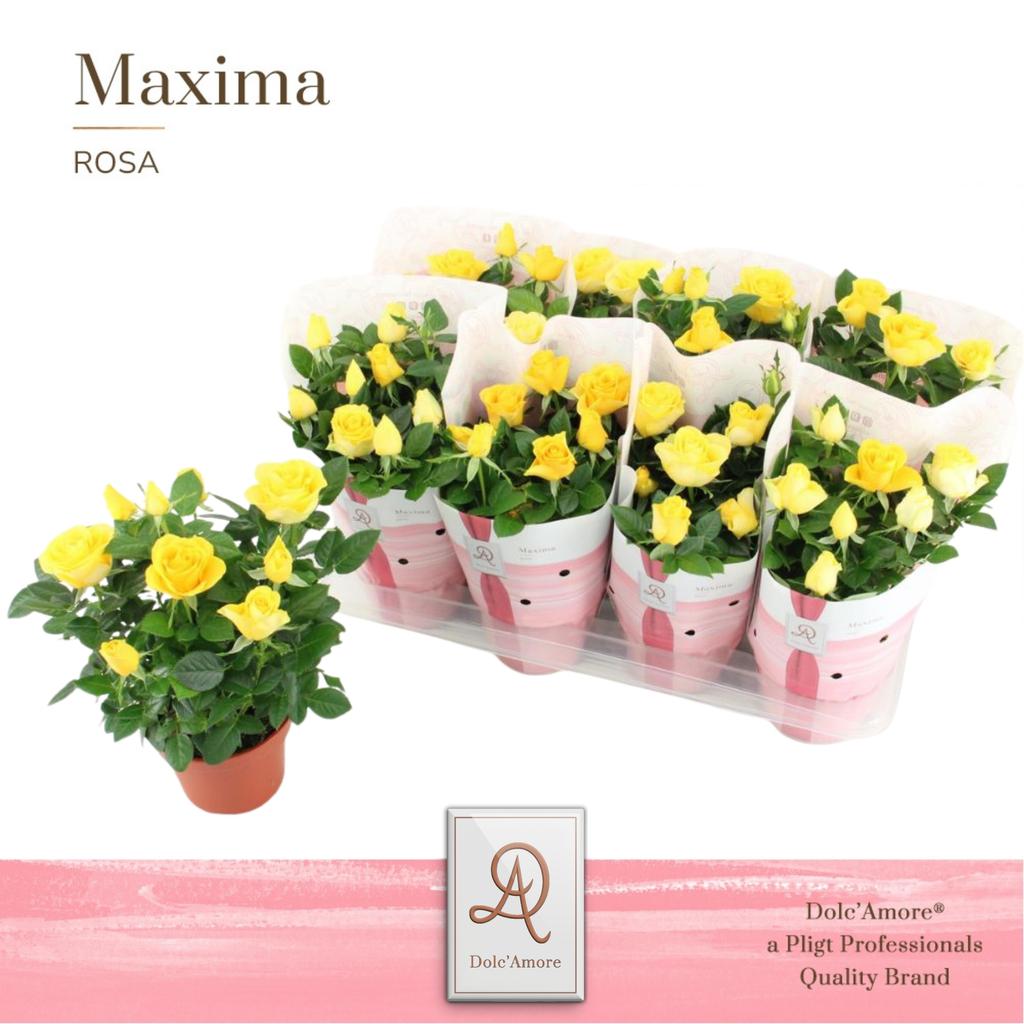 Picture of Rosa Infinity Yellow Maxima DolcAmore P14 32cm
