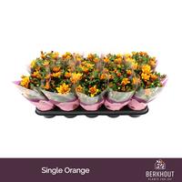 Chrysant Heat