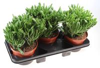 Crassula hobbit