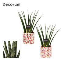 Sansevieria Fernwood in Julia (Deco-collection)