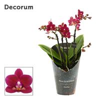 Phalaenopsis hybrid Dazzling Chamonix