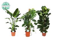 Houseplants Green Forest in varieties