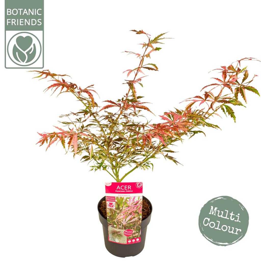 Picture of Acer pal. Extravaganza P19 (3 Ltr)