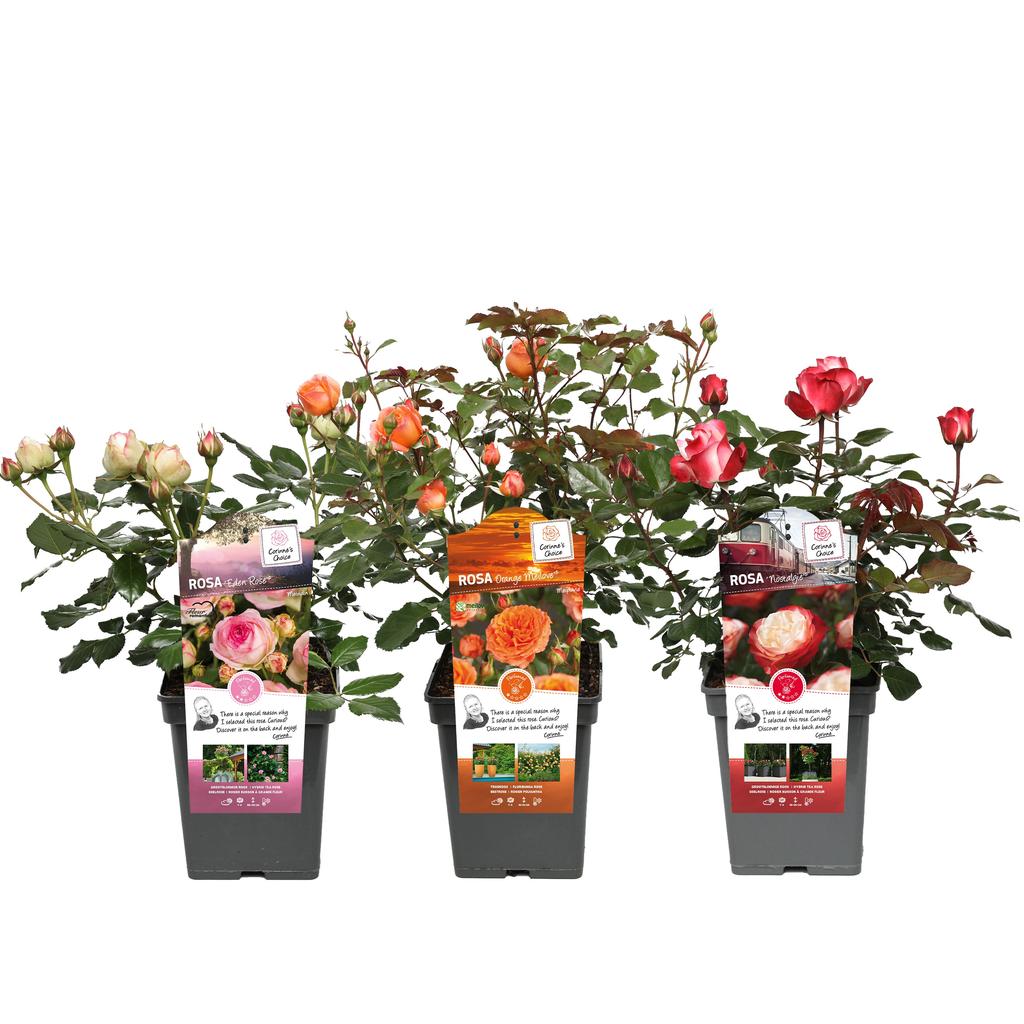 Picture of Rosa best varieties P23 (5 Ltr) BUSH