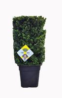 Ilex cr. Dark Green