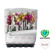 Phalaenopsis hybrid in varieties (Less Plastic)