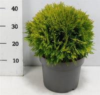 Thuja occ. Danica
