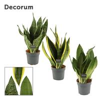 Sansevieria Super mix