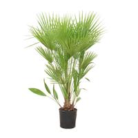 Chamaerops humilis