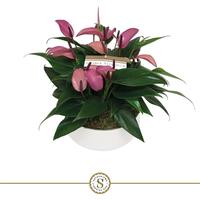 Anthurium Table Violet in Lucca ceramic bowl