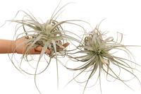 Tillandsia Gardneri airplant - 20CM Tray 12 × 6 £ 2.54 (Tray) £ 2.39 Shelf £ 2.35 Trolley Tray £ 2.54 × 12 (2.4%)