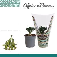 Albuca Spiralis Frizzle Sizzle in hoes