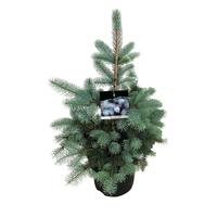 Picea pung. Edith