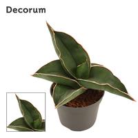 Sansevieria Samurai
