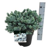 Picea pung. Glauca Globosa