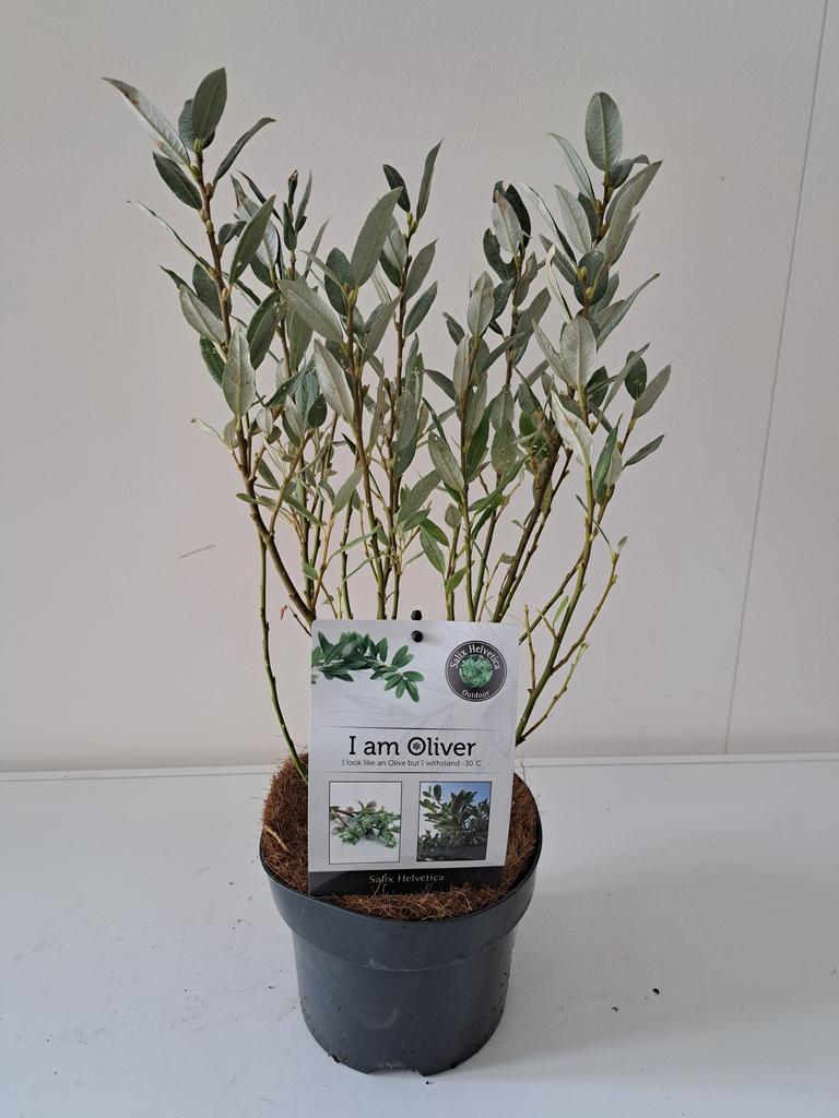 Picture of Salix helvetica P17 (2 Ltr)