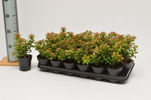 Image de Pieris jap. Little Heath Green P9