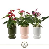 Anthurium in 3 colors in Pisa ceramics