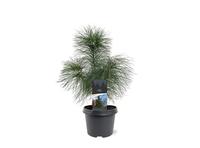 Pinus strobus