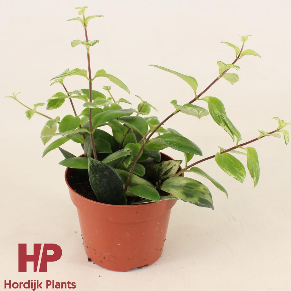 Billede af Aeschynanthus lobbianus Variegatus P12
