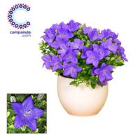 Campanula Napoli Melanie