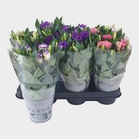 Lisianthus Bolero mixtray frosted sleeve
