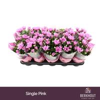 Chrysant Breeze Pink
