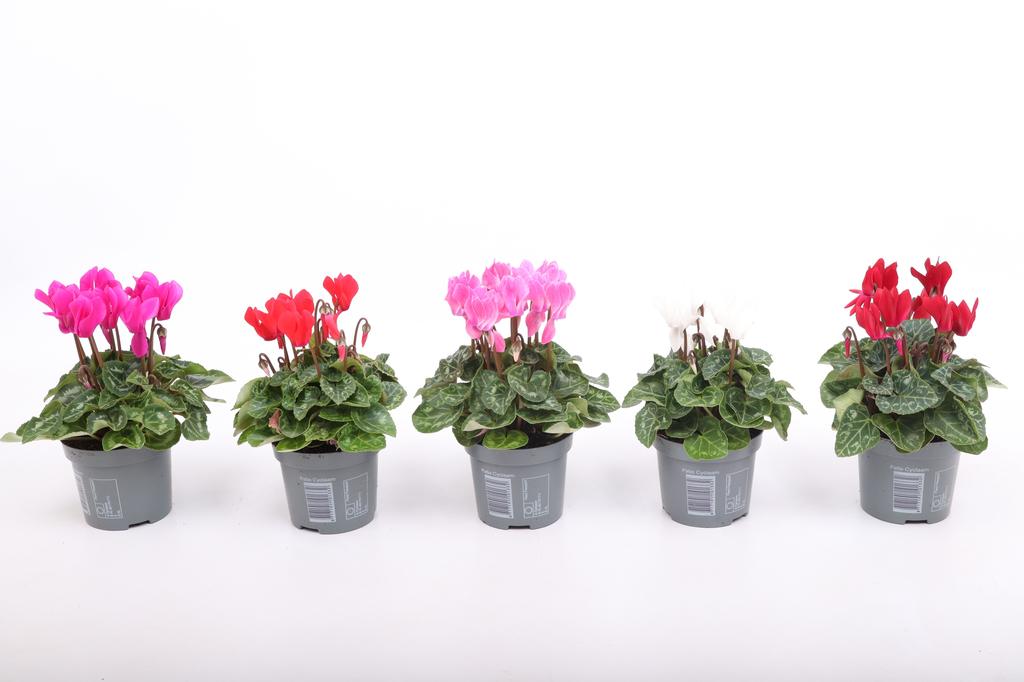 Picture of Cyclamen Verano in varieties P9 16CM