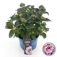 Hydrangea macr. Royalty Tiffany