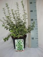 Euonymus fort. Emerald 'n Gaiety