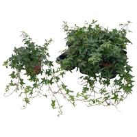 Hedera hel. Jacobine