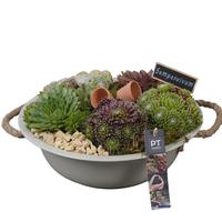 PTS7315 Arrangement Sempervivum in metal bowl
