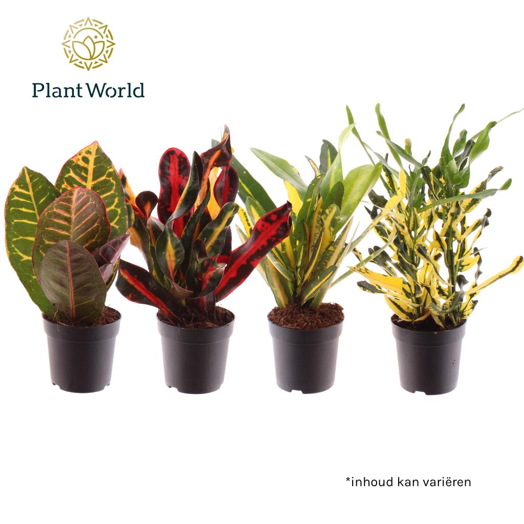 Image de Croton head cutting varieties (Decorum) P7 20CM