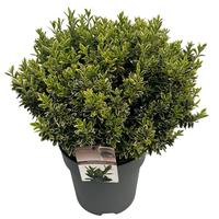 Euonymus jap. micro. Aureovariegatus