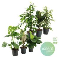 Houseplants Greenss varieties