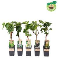 Vitis vinifera in varieties (crafted)