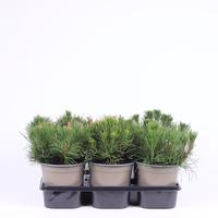 Pinus mugo pumilio