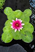 Nymphaea Escarboucle