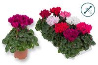 Cyclamen-COMPACT EURODAN XL