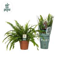 Nephrolepis Green Lady - Air So Pure (INDOOR)