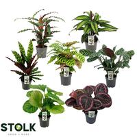 Calathea in 4-5 varieties