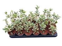 Osmanthus het. Variegatus