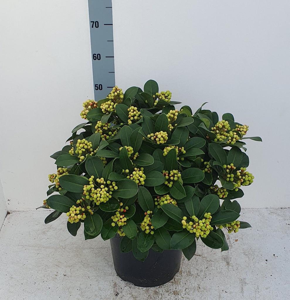 Picture of Skimmia japonica Veitchii P29 (10 Ltr) 20/+ trusses