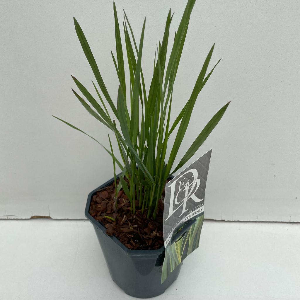 Obrázok z Panicum Northwind P17 (2 Ltr) Square